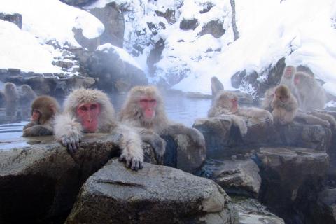 A group of monkeys in a hot spring. The Thai for "a group of monkeys in a hot spring" is "ฝูงลิงในน้ำพุร้อน". A group of monkeys in a hot spring. The Thai for "a group of monkeys in a hot spring" is "ฝูงลิงในน้ำพุร้อน".