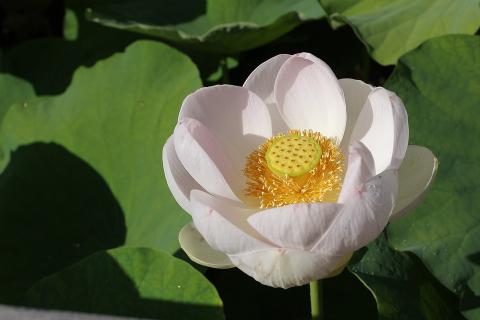 A white lotus flower. The Thai for "a white lotus flower" is "บัวสีขาว".