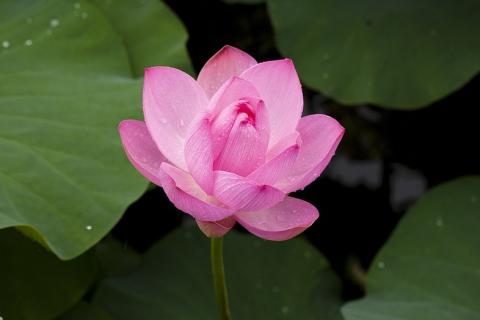 A pink lotus flower. The Thai for "a pink lotus flower" is "บัวสีชมพู".