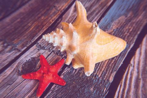 A starfish and a shell. The Thai for "a starfish and a shell" is "ปลาดาวและเปลือกหอย".