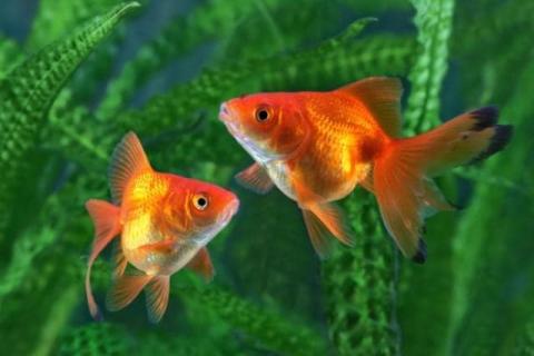Two goldfish. The Thai for "two goldfish" is "ปลาทองสองตัว".