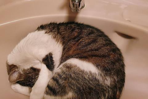 A cat sleeping in the sink. The Thai for "a cat sleeping in the sink" is "แมวนอนในอ่างล้างหน้า".