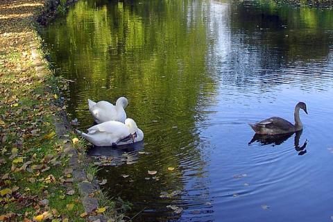 Three swans in a canal. The Thai for "three swans in a canal" is "หงส์สามตัวในคลอง".