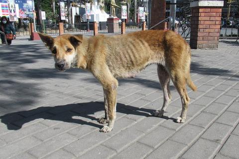 A thin dog. The Thai for "a thin dog" is "สุนัขผอม".