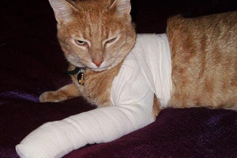 A cat with a bandage. The Thai for "a cat with a bandage" is "แมวกับผ้าพันแผล". A cat with a bandage. The Thai for "a cat with a bandage" is "แมวกับผ้าพันแผล".