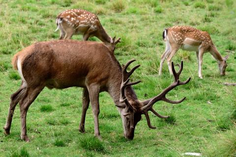 Three deer in a meadow. The Thai for "three deer in a meadow" is "กวางสามตัวบนทุ่งหญ้า".