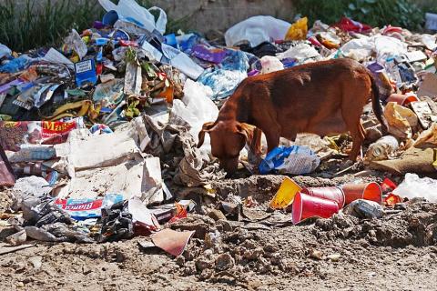 A dog stands on the trash. The Thai for "a dog stands on the trash" is "สุนัขยืนอยู่บนขยะ".