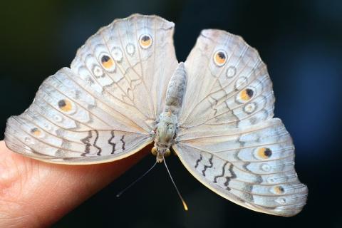 A butterfly on a finger. The Thai for "a butterfly on a finger" is "ผีเสื้อบนนิ้วมือ".