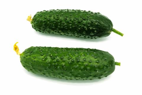 Two cucumbers. The Thai for "two cucumbers" is "แตงกวาสองลูก".
