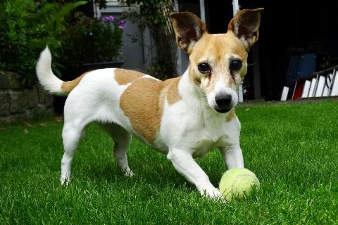 A dog and a tennis ball. The Thai for "a dog and a tennis ball" is "สุนัขและลูกเทนนิส".