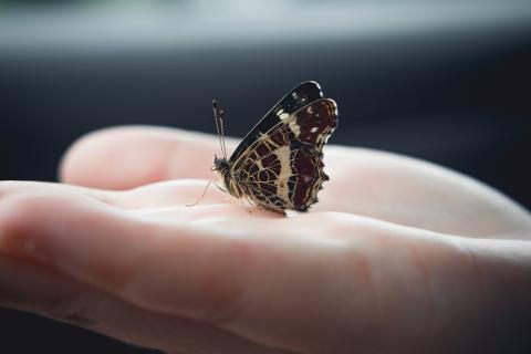 A butterfly on a hand. The Thai for "a butterfly on a hand" is "ผีเสื้อบนมือ".