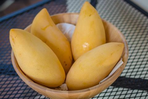 Four mangos in a wooden bowl. The Thai for "four mangos in a wooden bowl" is "มะม่วงสี่ลูกในชาม". Four mangos in a wooden bowl. The Thai for "four mangos in a wooden bowl" is "มะม่วงสี่ลูกในชาม".
