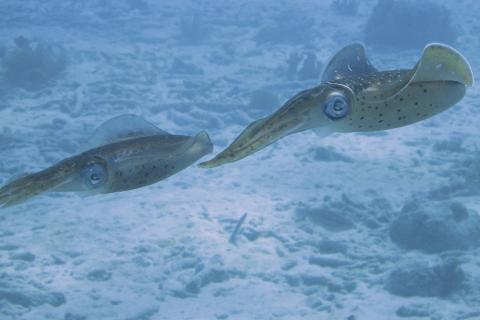 Two squid. The Thai for "two squid" is "ปลาหมึกสองตัว".