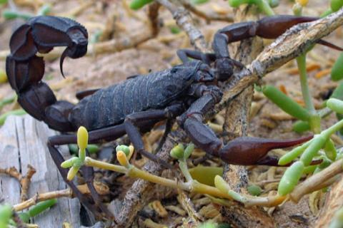 Scorpion. The Thai for "scorpion" is "แมงป่อง".