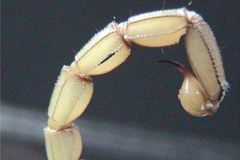 A scorpion tail. The Thai for "a scorpion tail" is "หางแมงป่อง".