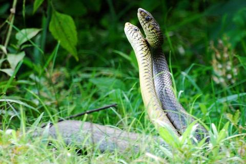 Two snakes. The Thai for "two snakes" is "งูสองตัว".