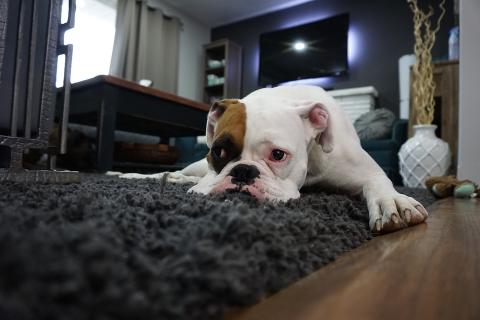 A dog is lying on the black carpet.. The Thai for "A dog is lying on the black carpet." is "สุนัขนอนบนพรมสีดำ".