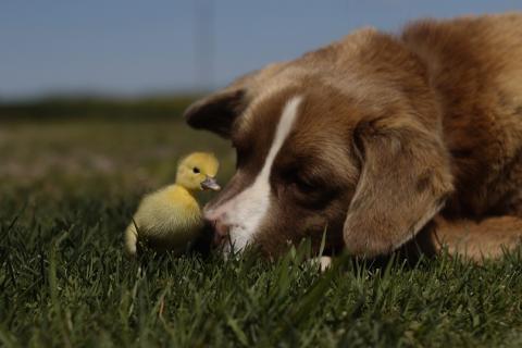 A duckling and a dog. The Thai for "a duckling and a dog" is "ลูกเป็ดและสุนัข".