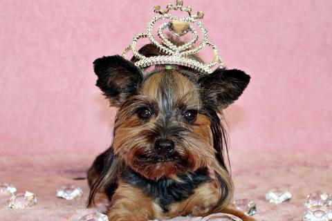 A dog with a diamond crown. The Thai for "a dog with a diamond crown" is "สุนัขกับมงกุฎเพชร".