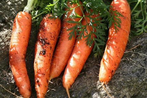Five carrots. The Thai for "five carrots" is "แครอทห้าหัว". Five carrots. The Thai for "five carrots" is "แครอทห้าหัว".