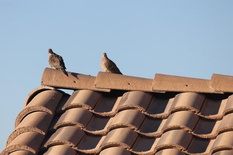 Two birds on a roof. The Thai for "two birds on a roof" is "นกสองตัวบนหลังคา".