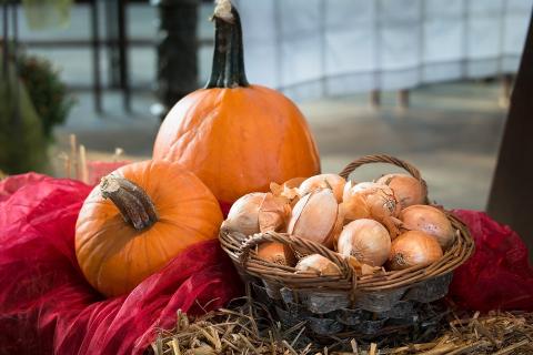 A basket of onions and two pumpkins. The Thai for "a basket of onions and two pumpkins" is "หัวหอมหนึ่งตะกร้าและฟักทองสองลูก".