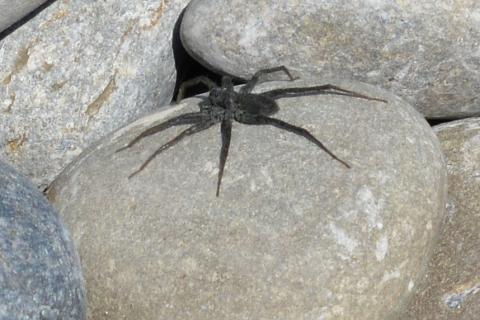 A spider on a rock. The Thai for "a spider on a rock" is "แมงมุมบนก้อนหิน". A spider on a rock. The Thai for "a spider on a rock" is "แมงมุมบนก้อนหิน".