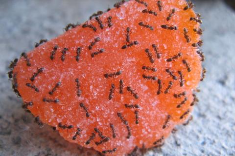 Ants on a piece of candy. The Thai for "ants on a piece of candy" is "ฝูงมดบนลูกอม".