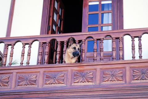 A dog on a wooden balcony. The Thai for "a dog on a wooden balcony" is "สุนัขบนระเบียงไม้".