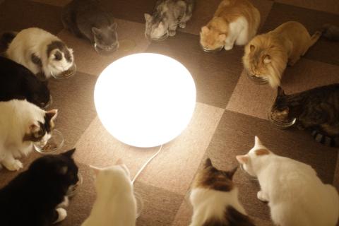 Twelve cats eating food around a lamp. The Thai for "twelve cats eating food around a lamp" is "แมวสิบสองตัวกินอาหารรอบโคมไฟ".