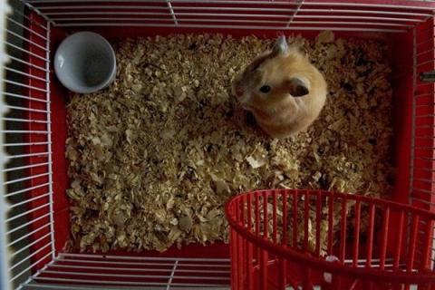 A hamster in a cage. The Thai for "a hamster in a cage" is "แฮมสเตอร์ในกรง".
