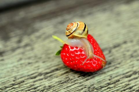 A snail on a strawberry. The Thai for "a snail on a strawberry" is "หอยทากบนสตรอเบอรี่".