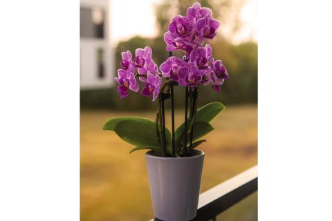 Purple orchids in a white flower pot. The Thai for "purple orchids in a white flower pot" is "ดอกกล้วยไม้สีม่วงในกระถางดอกไม้สีขาว".
