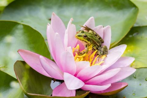 A frog on a lotus flower. The Thai for "a frog on a lotus flower" is "กบบนดอกบัว".