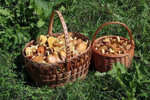 Two baskets of mushrooms. The Thai for "two baskets of mushrooms" is "เห็ดสองตะกร้า".