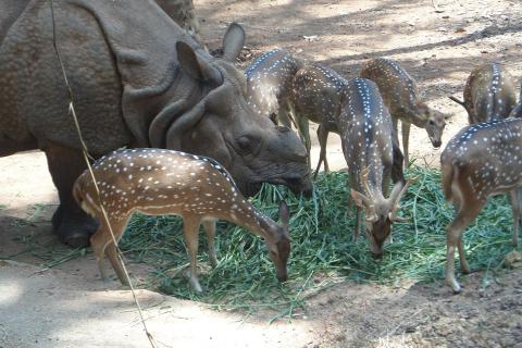 A rhinoceros with a herd of deer. The Thai for "a rhinoceros with a herd of deer" is "แรดกับฝูงกวาง".