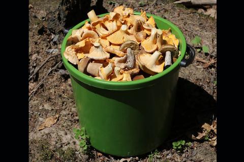 Mushrooms in a green bucket. The Thai for "mushrooms in a green bucket" is "เห็ดในถังสีเขียว".