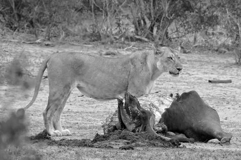 A lioness and a buffalo carcass. The Thai for "a lioness and a buffalo carcass" is "สิงโตและซากควาย".