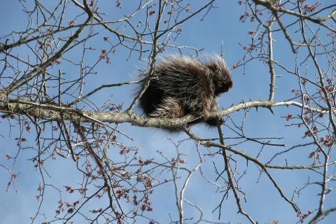 A porcupine up a tree. The Thai for "a porcupine up a tree" is "เม่นบนต้นไม้".