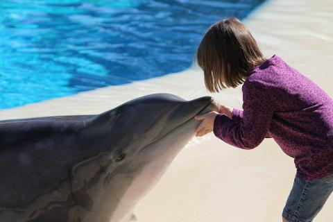 A dolphin with a girl. The Thai for "a dolphin with a girl" is "โลมากับเด็กผู้หญิง".