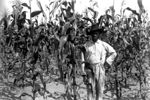 A farmer in a corn field. The Thai for "a farmer in a corn field" is "ชาวนาในทุ่งข้าวโพด".
