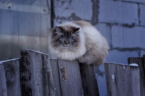 A cat on a fence. The Thai for "a cat on a fence" is "แมวบนรั้ว".