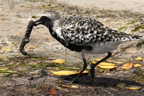 A bird with a worm. The Thai for "a bird with a worm" is "นกกับหนอน".