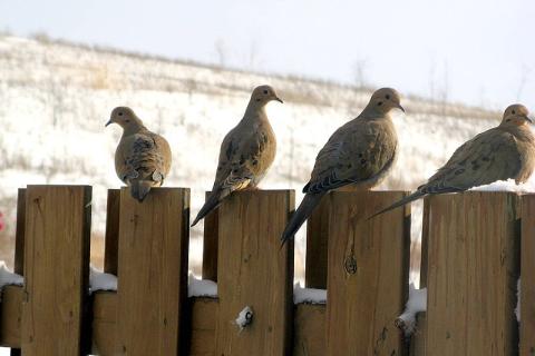 Four birds on a fence. The Thai for "four birds on a fence" is "นกสี่ตัวบนรั้ว".