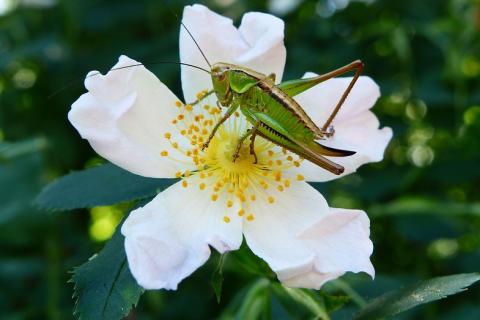 A grasshopper on a white flower. The Thai for "a grasshopper on a white flower" is "ตั๊กแตนบนดอกไม้สีขาว".