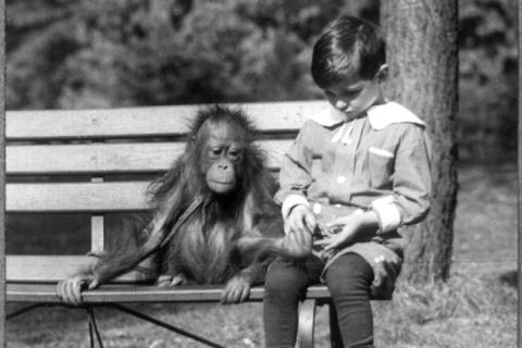 A boy and a baby orangutan on a bench. The Thai for "a boy and a baby orangutan on a bench" is "เด็กผู้ชายและลูกลิงอุรังอุตังบนม้านั่ง".