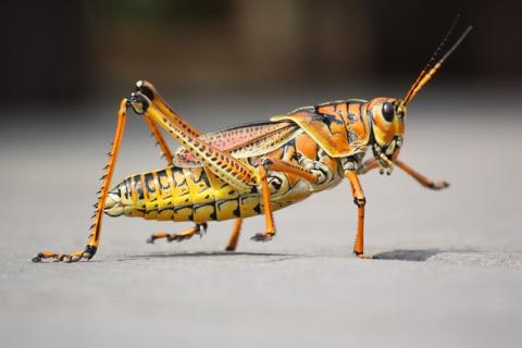 Grasshopper. The Thai for "grasshopper" is "ตั๊กแตน".