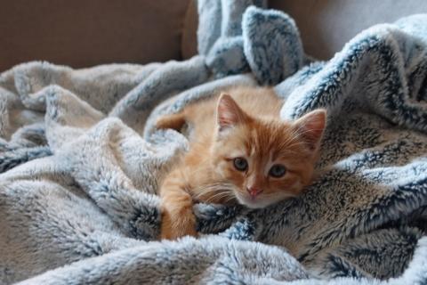 A kitten on a blanket. The Thai for "a kitten on a blanket" is "ลูกแมวบนผ้าห่ม".