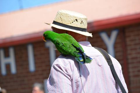 A parrot on an old man’s shoulder. The Thai for "a parrot on an old man’s shoulder" is "นกแก้วบนไหล่ของชายชรา".