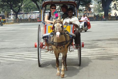 Tourists in a horse cart. The Thai for "tourists in a horse cart" is "นักท่องเที่ยวในรถม้า".